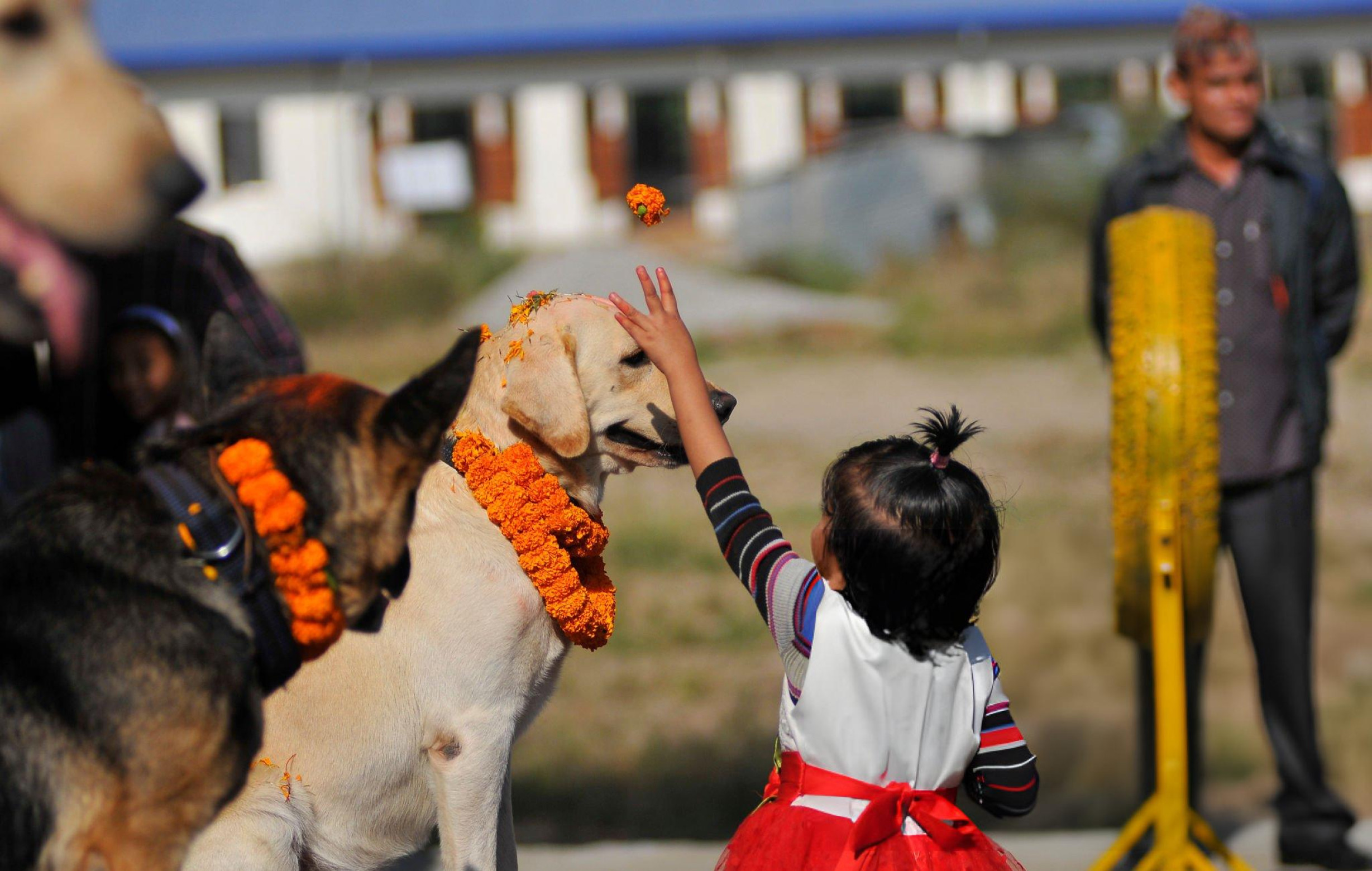 Tihar photos